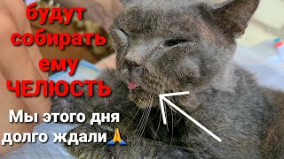 Отдали Лютика на операцию🙏 Лютик начал ходить! 6 часть