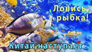 Рыбные державы. Кто ловит больше?