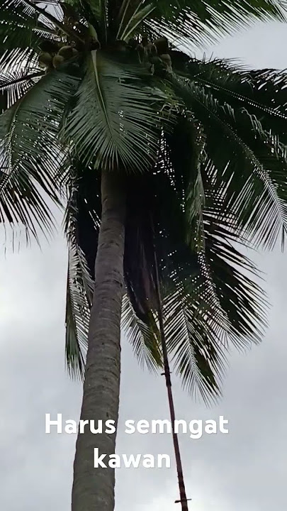 panen kelapa