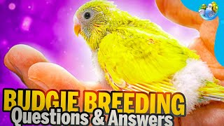 how do i know if my Budgerigar bird is going to lay an egg? by Alen AxP 18,160 views 5 months ago 10 minutes, 55 seconds