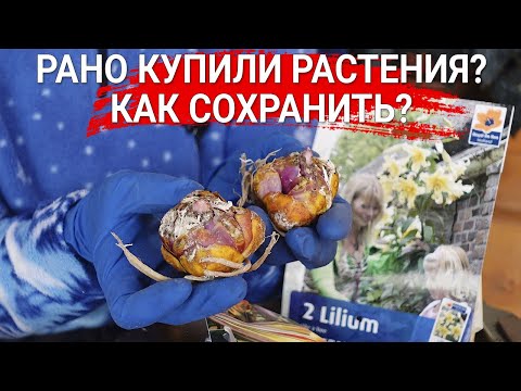 Рано купили растения? Как сохранить?