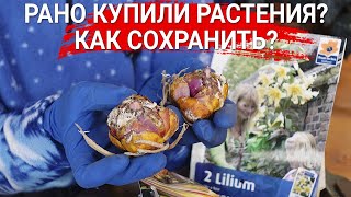 Рано купили растения? Как сохранить?