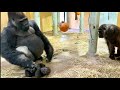 父ちゃんの側で遊び転がるキンタロウ⭐️ゴリラ gorilla【京都市動物園】Child gorilla Kintaro is rolling near his father.