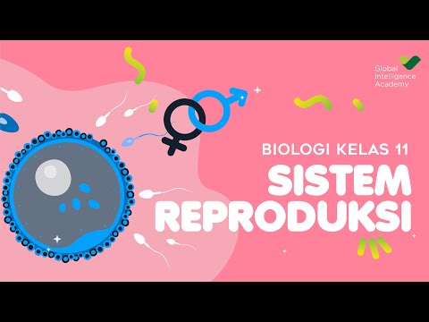 Video: Proses apa yang menciptakan gamet haploid untuk reproduksi seksual?