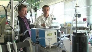 Les Algues Pourraient Devenir Notre Prochain Biocarburant