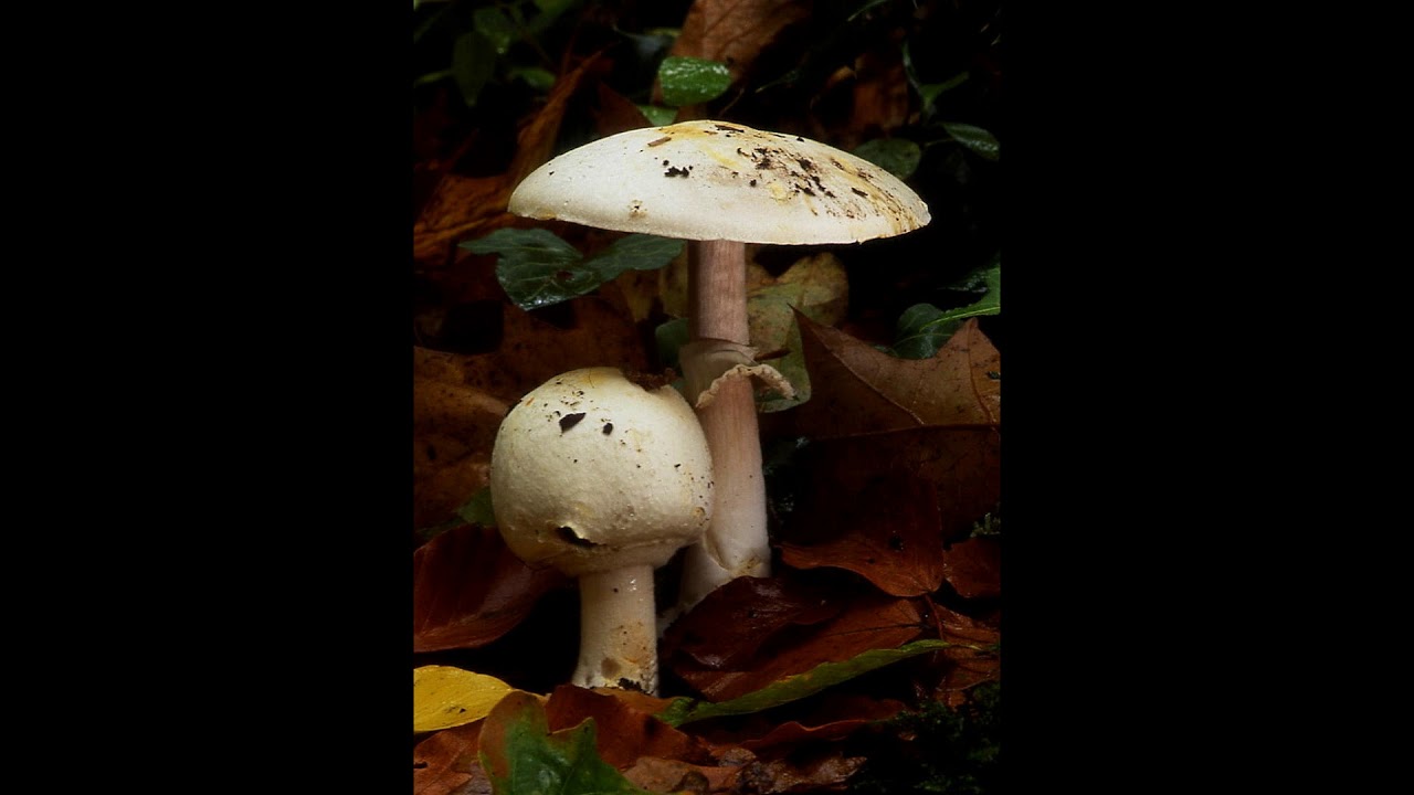 Agaricus silvicola