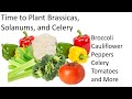 How to Plant  Broccoli, Cauliflower, Peppers, Celery, Tomatoes, and More