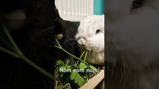 hungry bunnies 🐇 #bunnies #bunny #bunnyshort #shortsvideo #shorts #cuteanimals