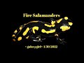 Fire Salamanders via Galaxygirl | January 30, 2022