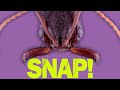 How do trap-jaw ants perfectly time their snaps?