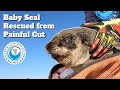 Baby Seal Deeply CUT By Fishing Line
