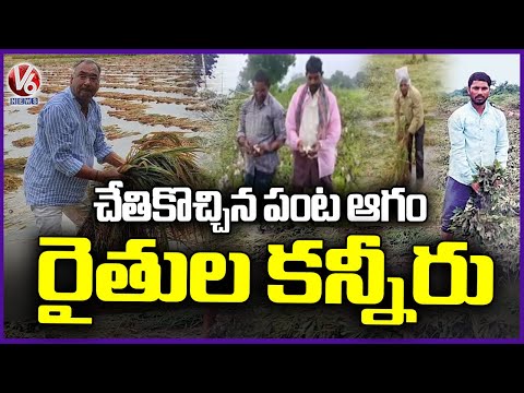 Montha Cyclone Effect: Crops Submerged With Rainwater Across Telangana | V6 News - V6NEWSTELUGU