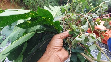 Những cây thuốc nam trị bệnh sán chó rất hay