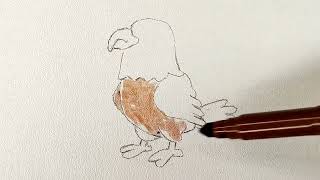 Cómo dibujar un Águila  How to draw an Eagle | Dibujos Faciles