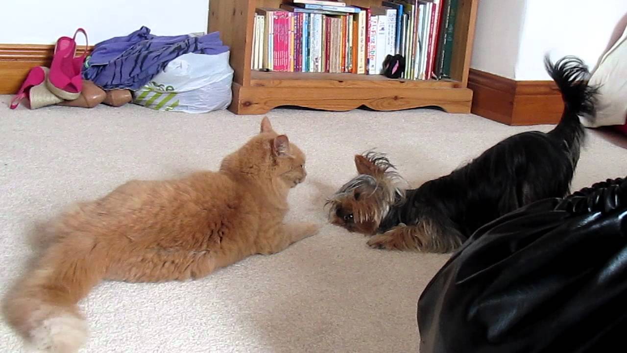 do yorkshire terriers get along with cats