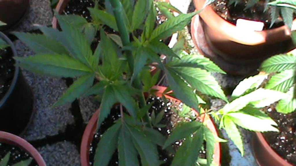 Stecklinge-Mutterpflanzen  2014 .3.