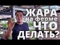 Жара на Ферме Микрозелени ! Как легко  охладиться ? Микрозелень температура микроклимат