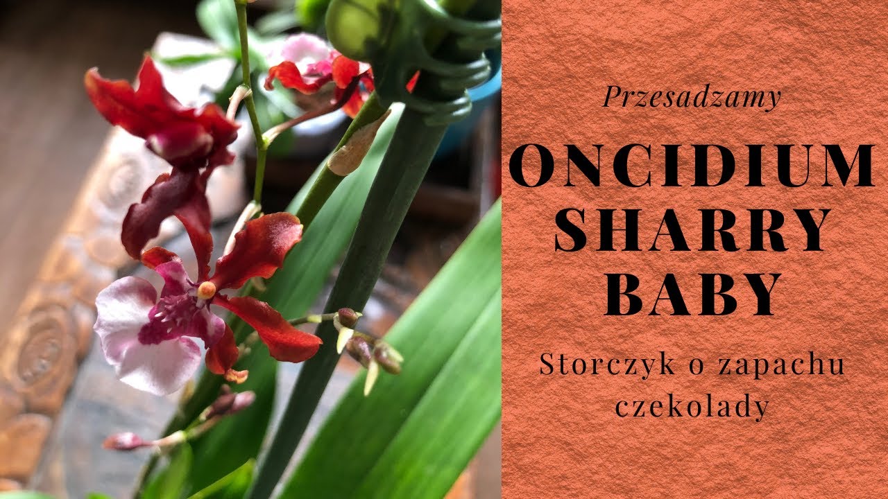 Oncidium / CAMBRIA Sharry Baby - przesadzanie storczyka o zapachu czekolady // ślimaki w podłożu