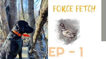 FORCE FETCH - EP1-TRANSITIONING BACK TO A BUMPER