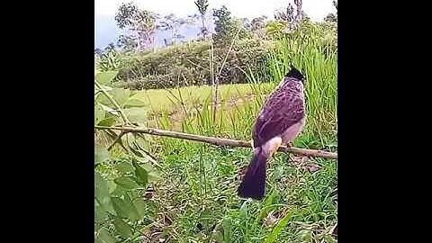 Burung Kutilang Gacor poll #shorts#kutilang#kutilanggacor