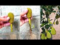 Impossible planting  growing jackfruit trees from jackfruit