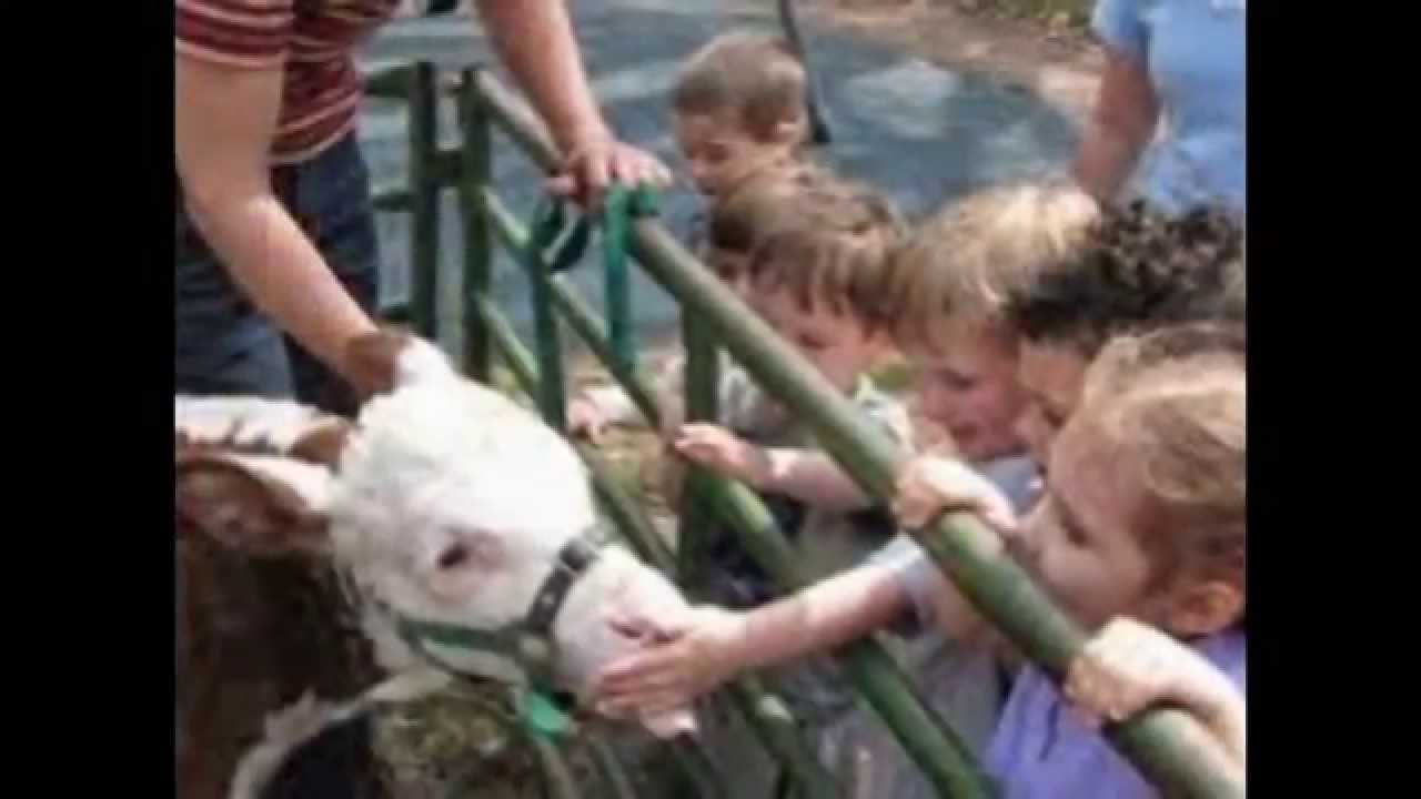 Petting Zoo Rental Los Angeles Orange County Kids Parties 888 501 4FUN