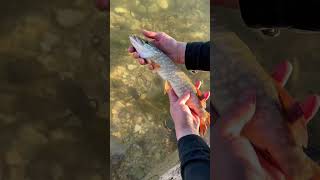 Konya Altınapa Senenin Ilk Turnası First Crane Of The Year Of Konya Altinpa