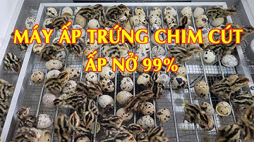 Máy Ấp Trứng Chim Cút Mini Ấp Nở 99% Tự Động Hoàn Toàn