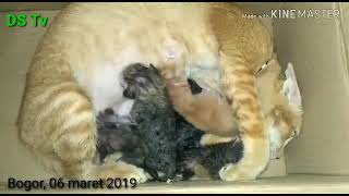 Kucing Menyusui Induk Perdana Pertama Kalinya Dia Melahirkan Dan Menyusui.
