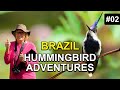 Hummingbird Quest #2: Hummingbirds of Brazil are Unbelievable! Mp3 Song