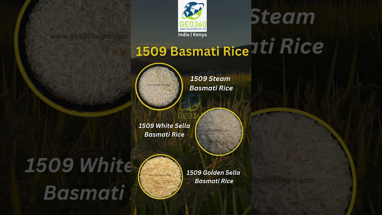 1509 Basmati Rice – The Perfect Choice for Fluffy, Aromatic Delights! | Geo360 Agro Industries 