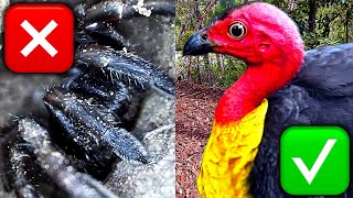 Brush Turkey Ken & Who Killed All The Giant Scary Spiders