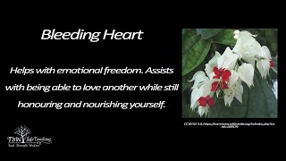 Attachment - Bleeding Heart