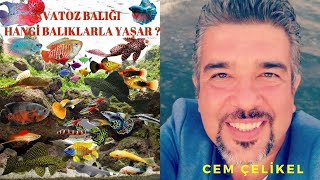 Vatoz Balığı Hangi Balıklarla Yaşar?!! ( Vatoz Lepistesle Yaşarmı Tropheus ile Vatoz Yaşarmı ) Resimi