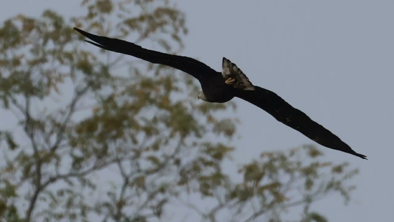 BALD EAGLES IN AUTUMN & threats to Endangered Species Act