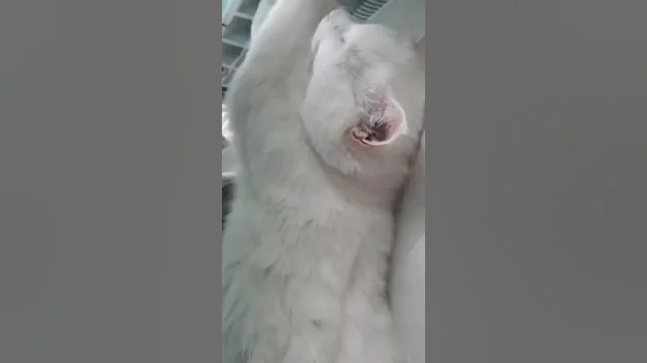 Watch the video about Sleepy kitty 😇