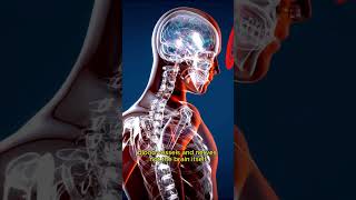 10 crazy facts about the human brain you never knew