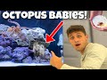 My PET OCTOPUS HAD BABIES!! *Insane*