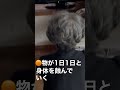 🟠物の使用頻度が1日1日と増えていく。#Shorts