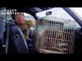 Hitchhiking With A Raccoon