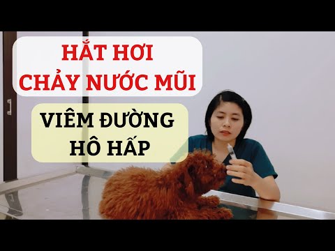 Video Cách phòng và chăm sóc chó bị hắt hơi, chảy nước mũi... - youtube