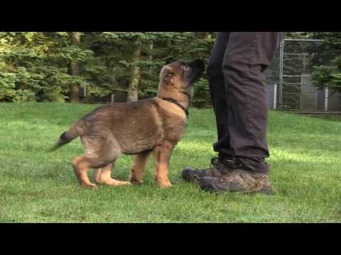 obedience-and-play-demonstrated-by-our-11-week-old-black-sable-male-german-shepherd-puppy