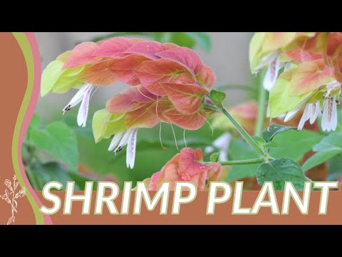 Video: Growing Shrimp Plants: How To Care A Shrimp Plant