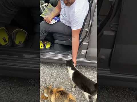 cute streetcats and me ♿️ in kochi Shi japan #日本 #猫 #地域猫 #ねこ動画 #かわいい猫 #japan #india #shorts #viral