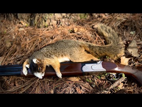 South Louisiana Public Land Squirrel Hunting!