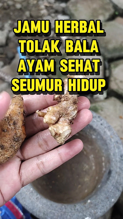 JAMU AYAM DI MUSIM HUJAN, TERBUKTI PATEN #shorts