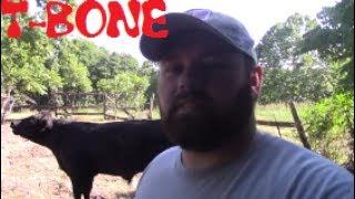 How To Make $40K/YR Selling Grass-fed Beef Part-Time