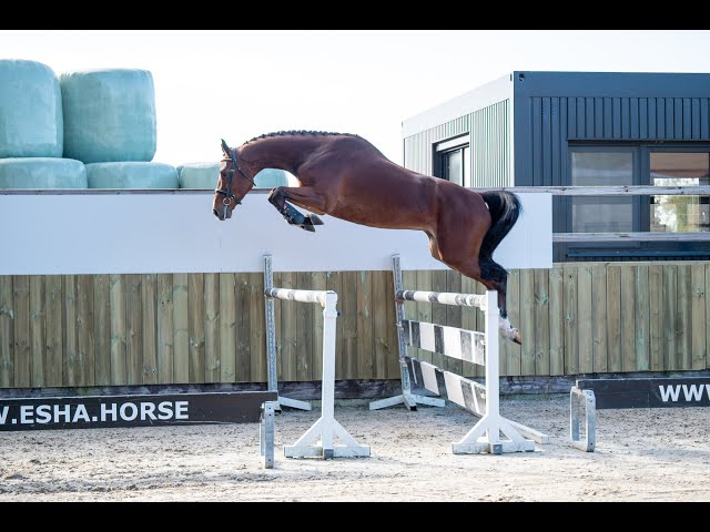 Peter Parker: Hardrock Z x Tangelo vd Zuuthoeve - Gelding 2020