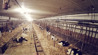 Full House - Barn Full of Holsteins