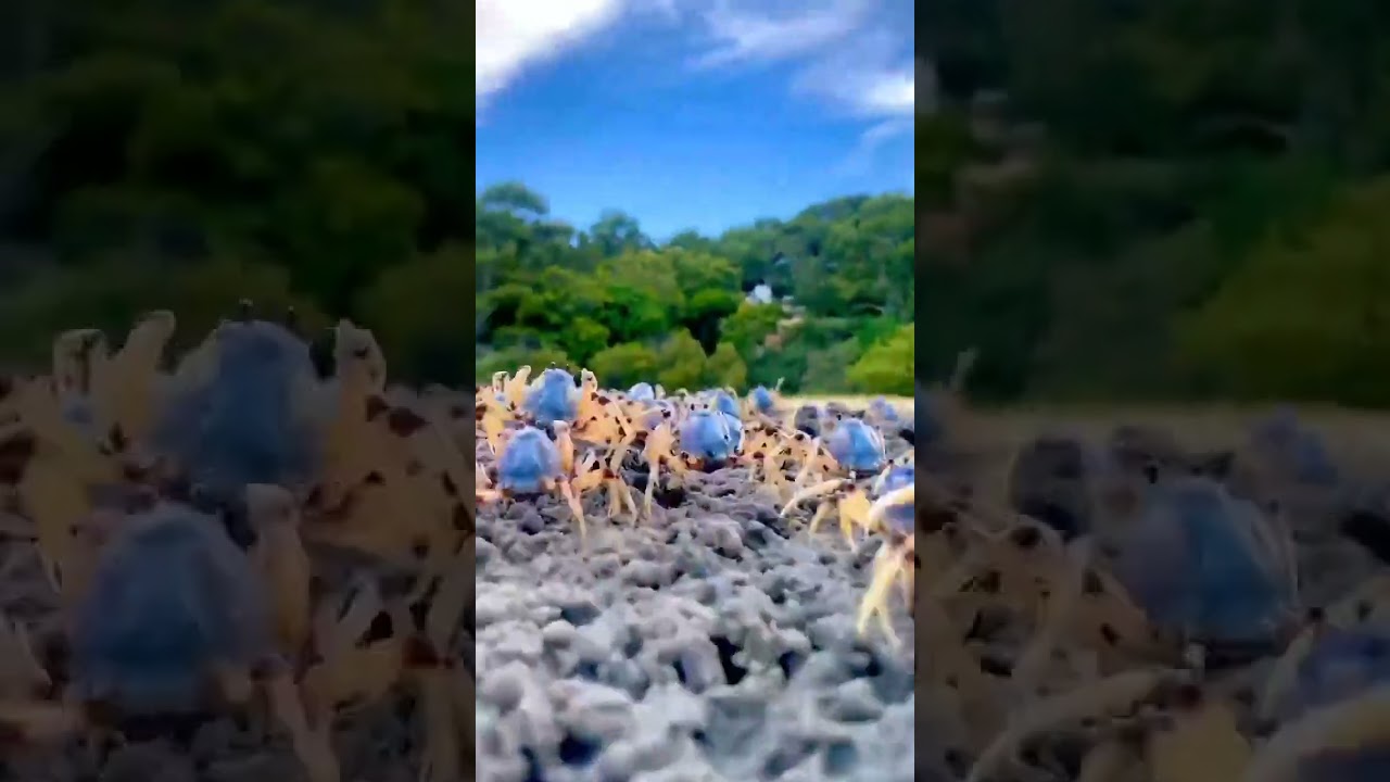 Blue Soldier crab from the genus Mictyris